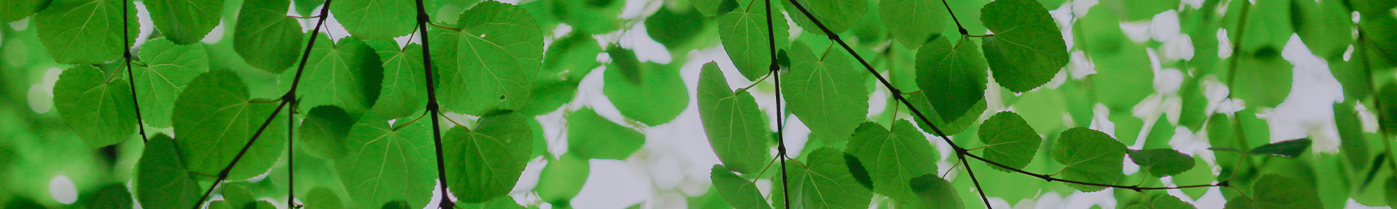 Leafy Background
